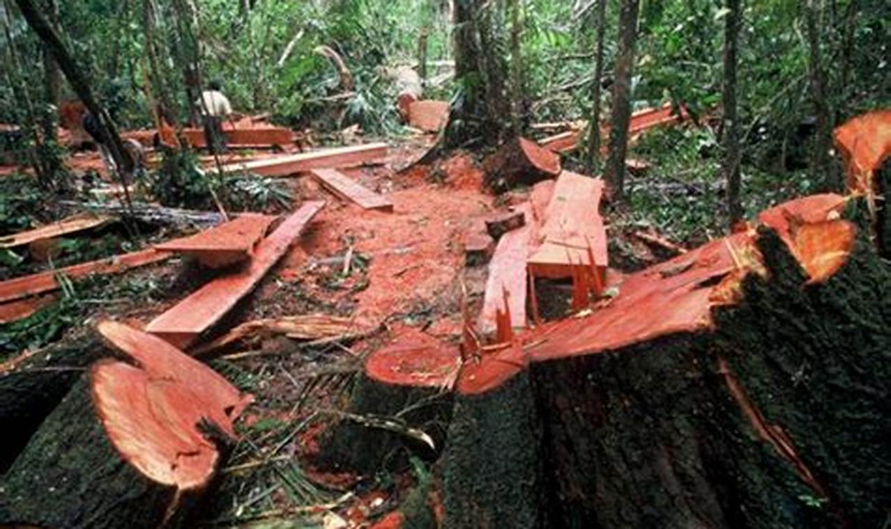 cara mengatasi penebangan liar